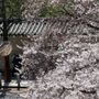 首爾自由行