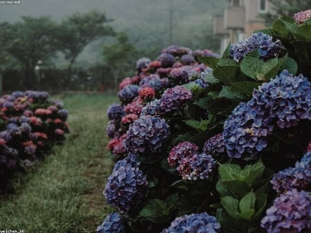 陽明山的花
