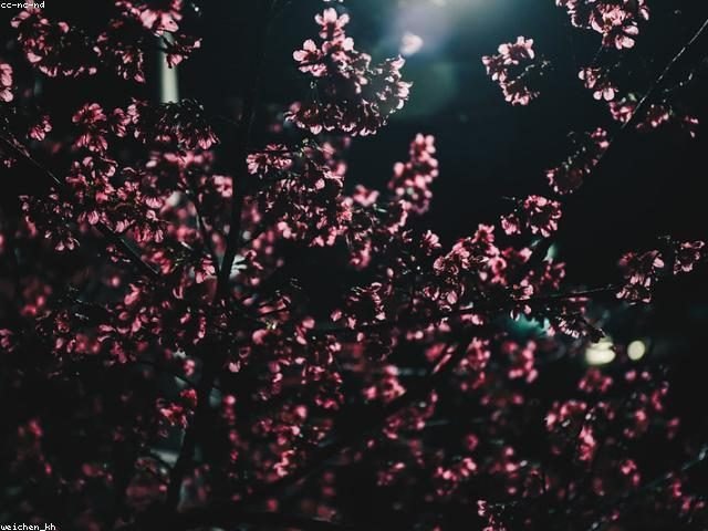 下一張(熱鍵:c)